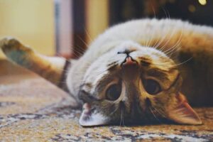 Как убрать запах кошачьем мочи из ковролина?